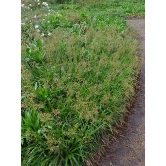 Perjeszittyó (Luzula)