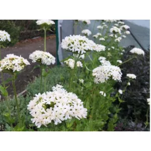 Lychnis chalcedonica Alba - Égőszerelem