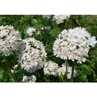 Kakukkszegfű (Lycnhis)