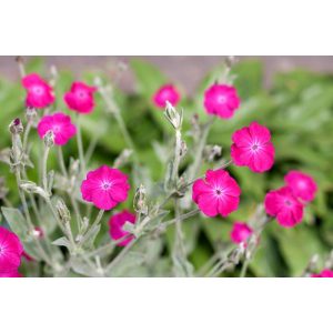 Lychnis coronaria - Bársonyos kakukkszegfű