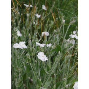 Lychnis coronaria Alba - Bársonyos kakukkszegfű