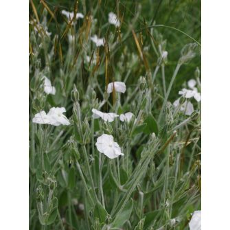 Kakukkszegfű (Lycnhis)