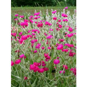 Lychnis coronaria Atrosanguinea - Bársonyos kakukkszegfű