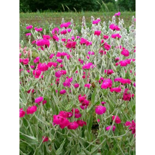 Lychnis coronaria Atrosanguinea - Bársonyos kakukkszegfű