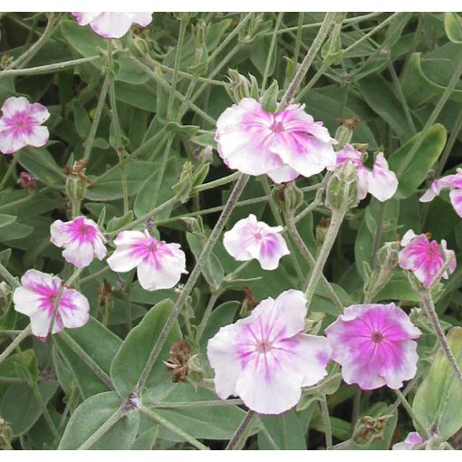 Lychnis coronaria Oculata - Bársonyos kakukkszegfű