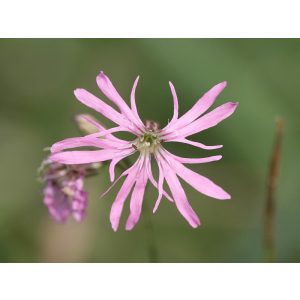 Lychnis flos-cuculi - Réti kakukkszegfű