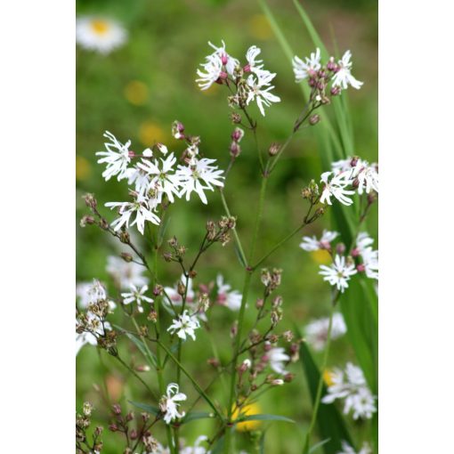 Lychnis flos-cuculi Alba - Réti kakukkszegfű