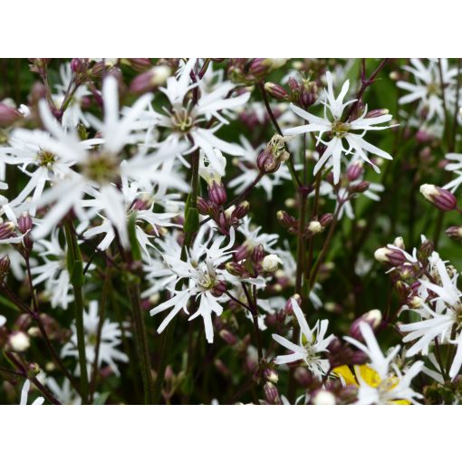 Lychnis flos-cuculi White Robin - Réti kakukkszegfű