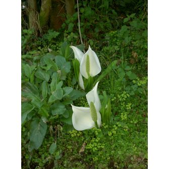 Lápbuzogány (Lysichiton)