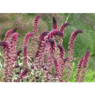 Lizinka (Lysimachia)