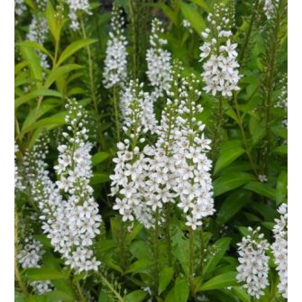 Lizinka (Lysimachia)