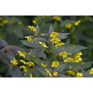 Lysimachia ciliata Firecracker - Rojtos lizinka