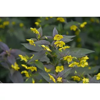 Lizinka (Lysimachia)