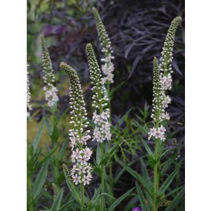 Lysimachia ephemerum - Lizinka