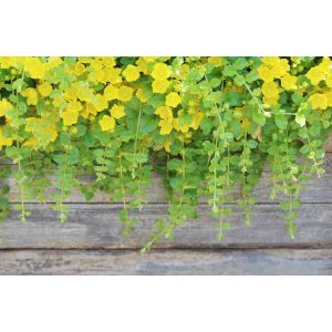 Lysimachia nummularia - Pénzlevelű lizinka