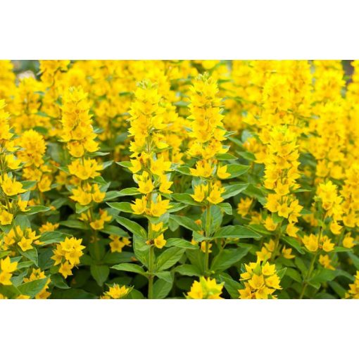 Lysimachia punctata - Pettyegetett lizinka