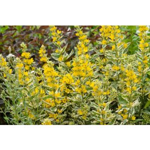 Lysimachia punctata Alexanders Var. - Pettyegetett lizinka