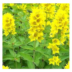 Lysimachia punctata Hometown Hero - Pettyegetett lizinka