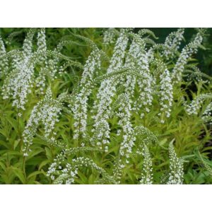 Lysimachia Snow Candle - Lizinka