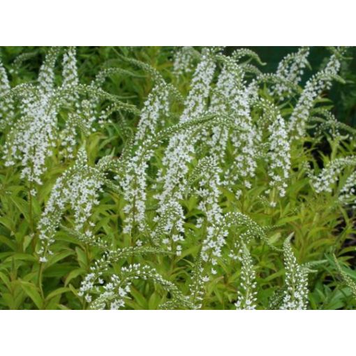 Lysimachia Snow Candle - Lizinka