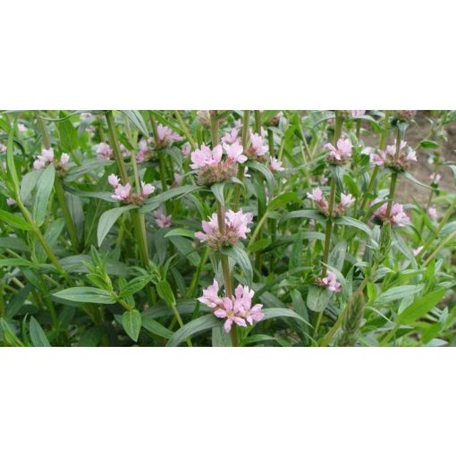 Lythrum salicaria JS Pink Tails - Réti füzény