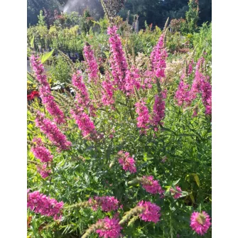 Füzény (Lythrum)