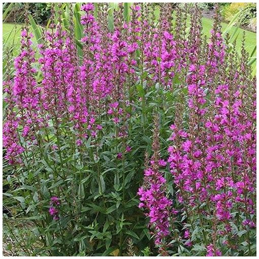 Lythrum salicaria Robin - Réti füzény