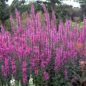 Lythrum salicaria Rosy Gem - Réti füzény