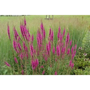 Lythrum salicaria Zigeunerblut - Réti füzény