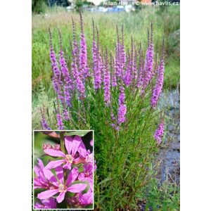 Lythrum virgatum Dropmore Purple - Vesszős füzény