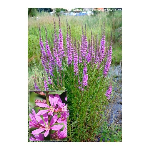 Lythrum virgatum Dropmore Purple - Vesszős füzény