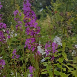 Lythrum virgatum Helene - Vesszős füzény