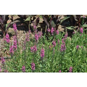 Lythrum virgatum Rose Queen - Vesszős füzény