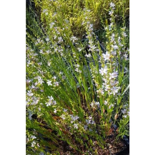 Lythrum virgatum Sunfields Beauty - Vesszős füzény