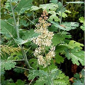 Macleaya microcarpa - Mákkóró