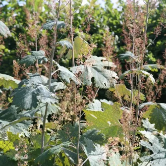 Mákkóró (Macleaya)