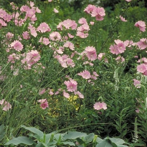 Malva alcea Fastigiata - Papsajtmályva