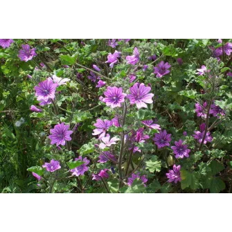 Málva (Malva)