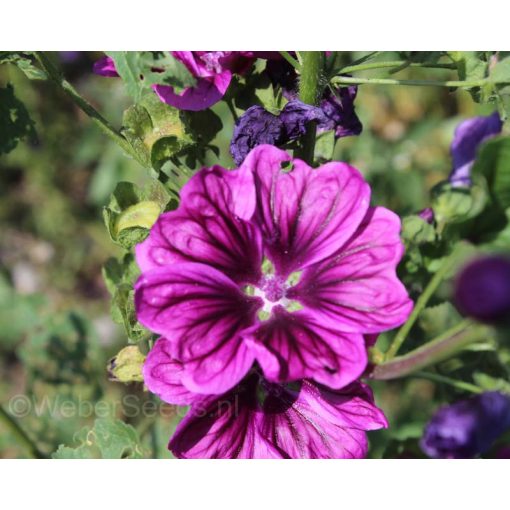 Malva sylvestris Mauritanica - Erdei mályva