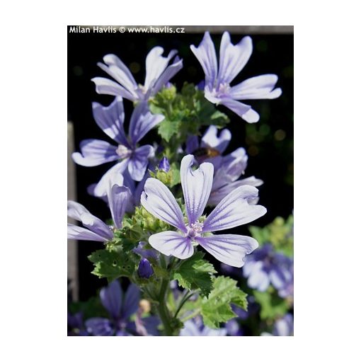 Malva sylvestris Primley Blue - Erdei mályva