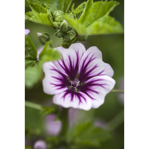 Malva sylvestris Zebrina - Erdei mályva