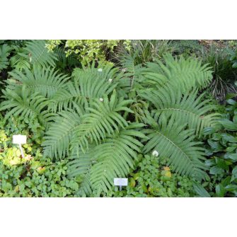 Struccpáfrány (Matteuccia)