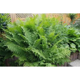 Struccpáfrány (Matteuccia)