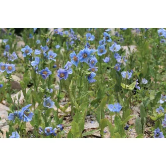 Tibetimák (Meconopsis)