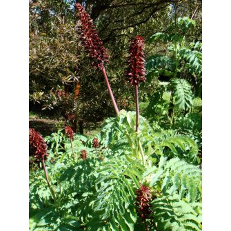 Mézbokor (Melianthus)