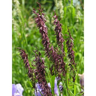 Gyöngyperje (Melica)