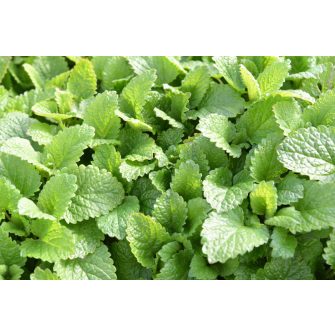 Citromfű (Melissa)