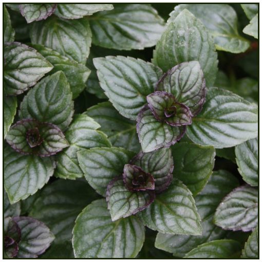 Mentha piperita After Eight - Borsmenta