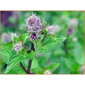 Mentha piperita Buettjebuell - Borsmenta