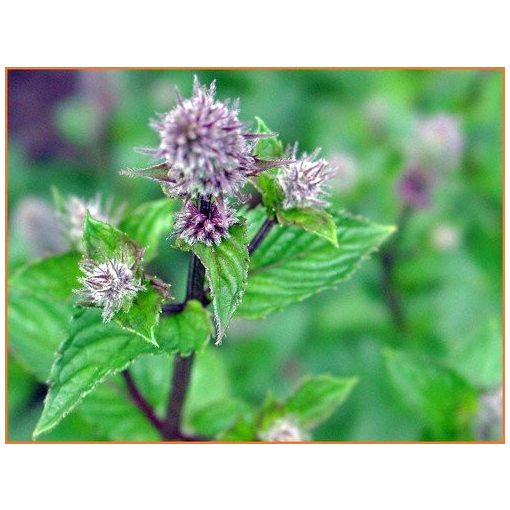 Mentha piperita Buettjebuell - Borsmenta